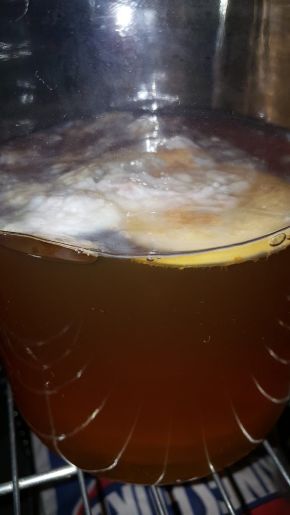 Early stages of scoby