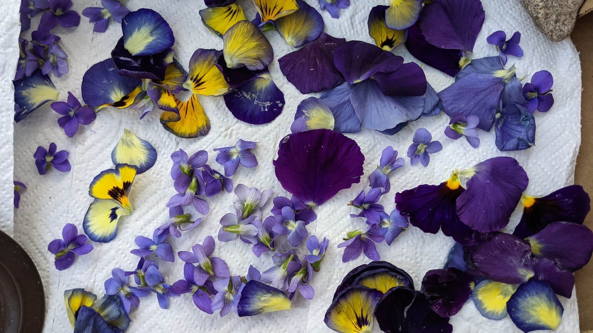 a variety of washed violet and pansy flowers are scattered on a paper towel to dry.